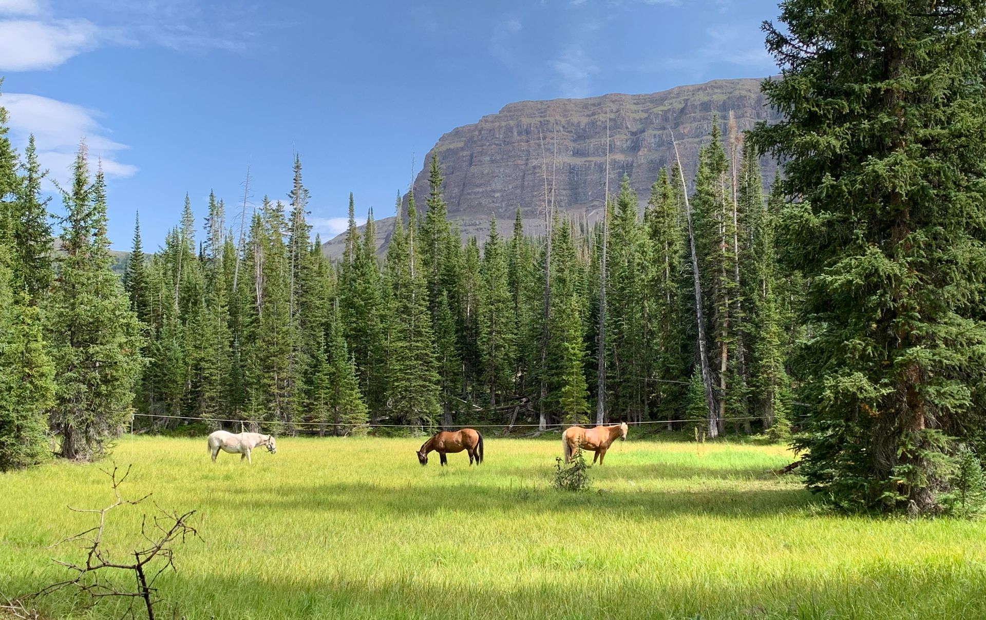Three horses are grazing in a grassy field in the woods.