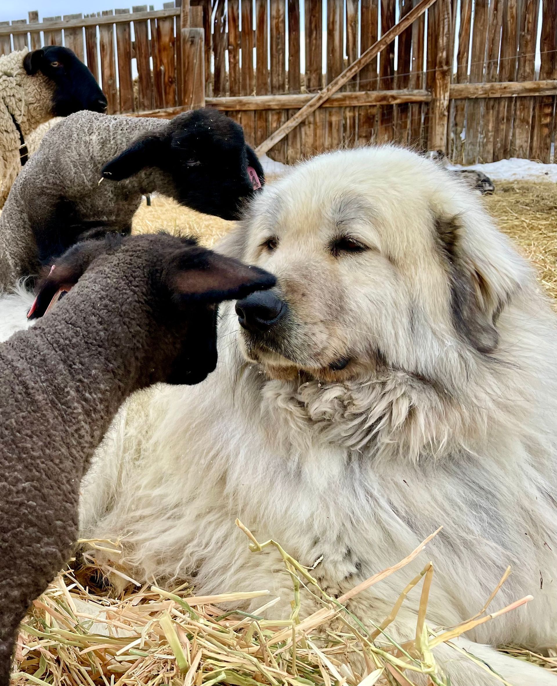 A white dog is laying down next to a black sheep.