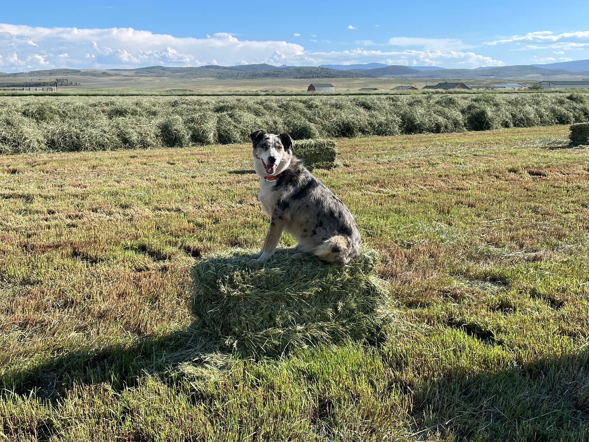 A dog is sitting on top of a bale of hay in a field.