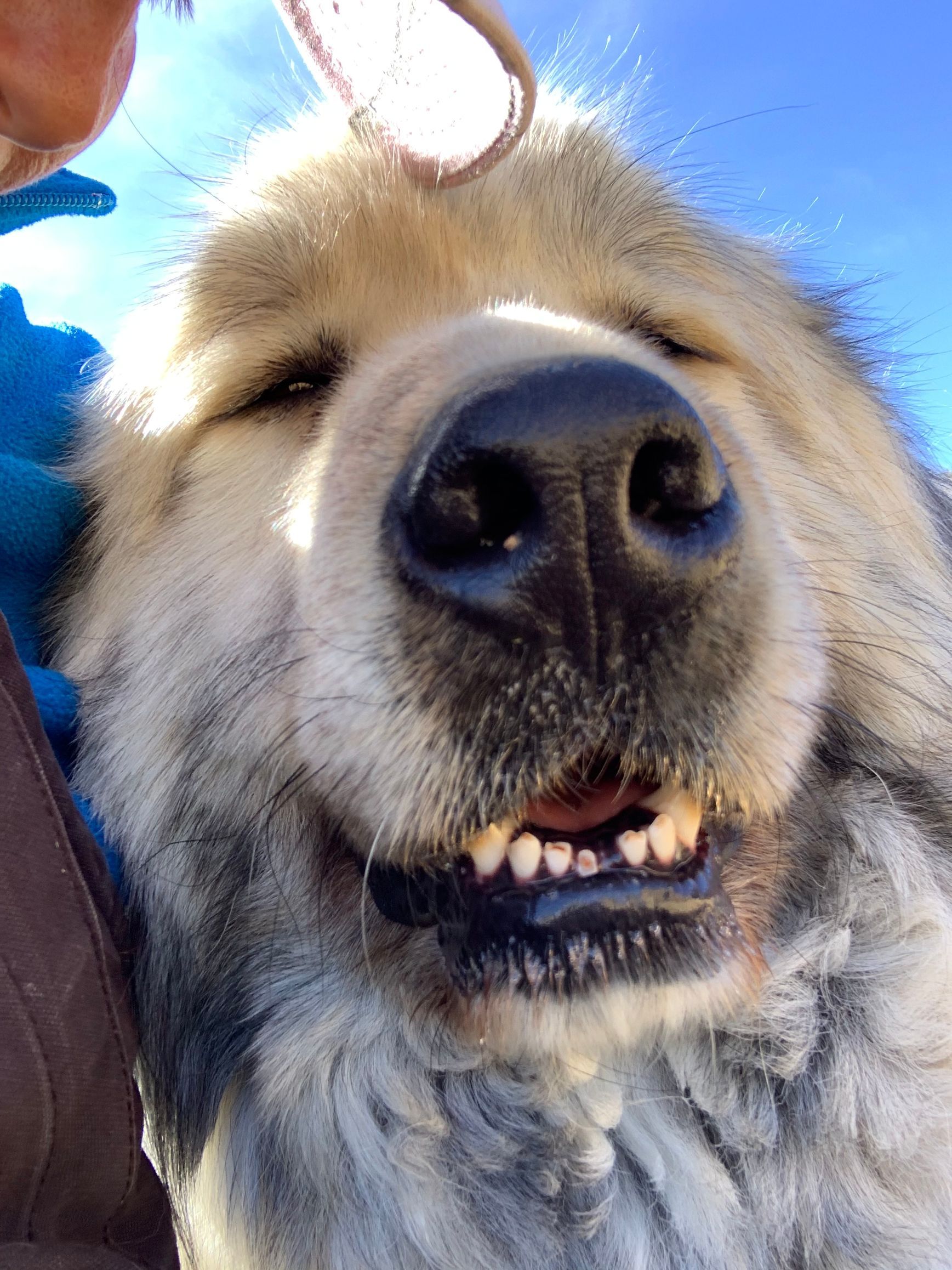 A close up of a dog 's face with a blue sky in the background