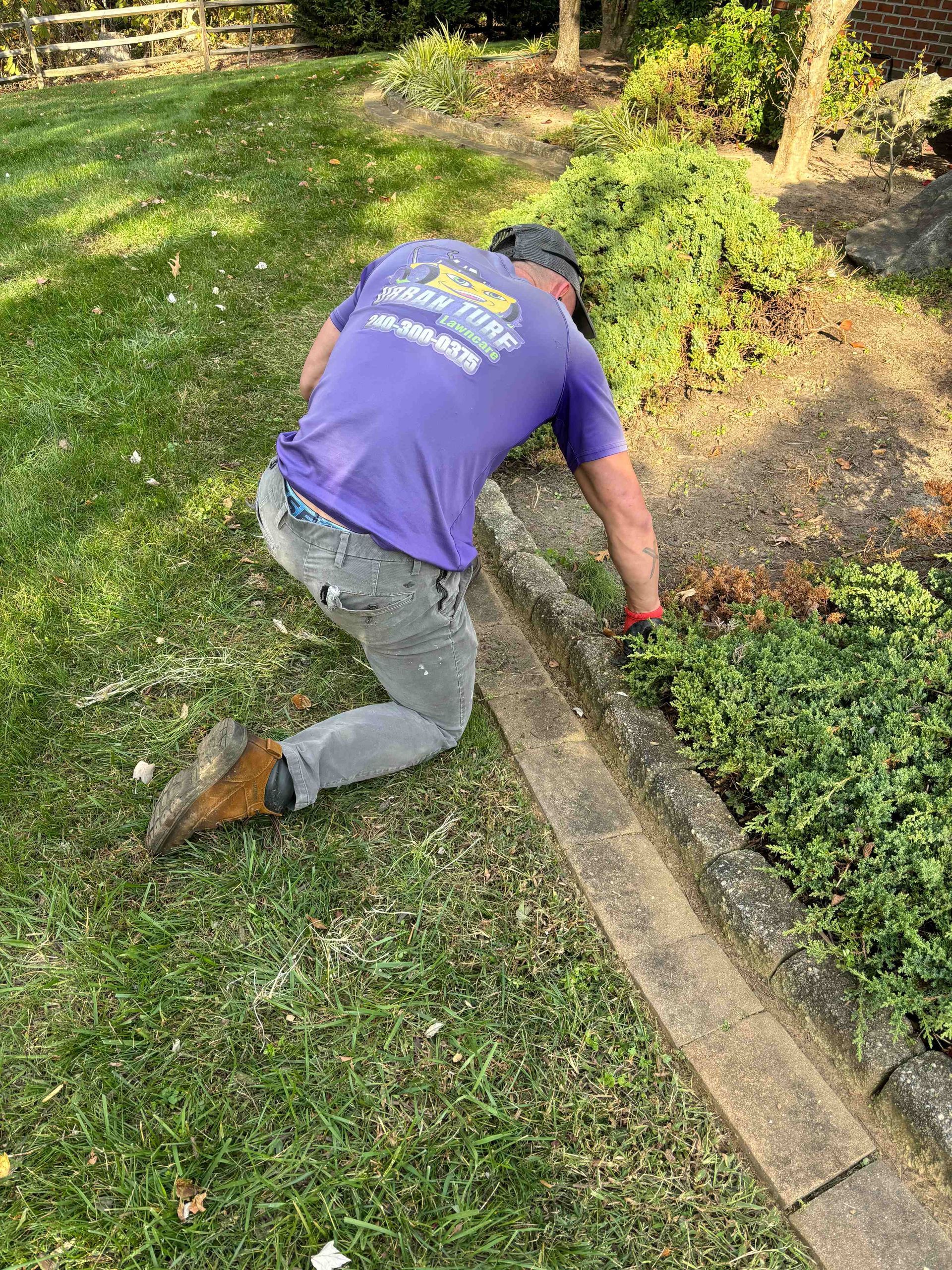 Man on knees trimming bushes near a concrete border, wearing purple shirt and jeans, on a lawn.