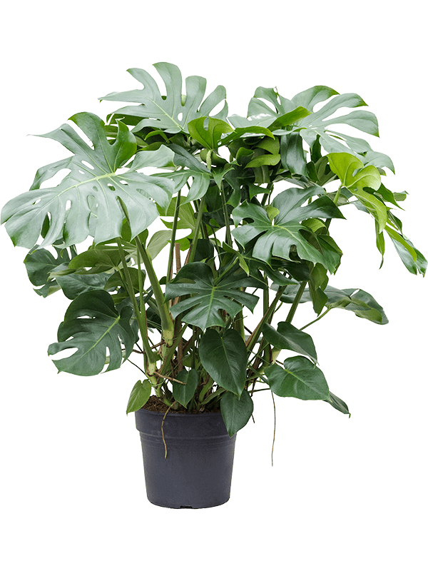 Cheese Plant