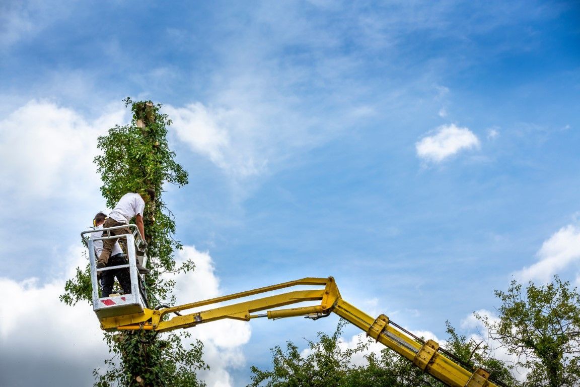 A man is cutting a tree with a crane.