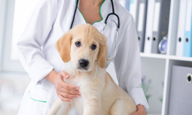Veterinary Services | Sussex Animal Hospital