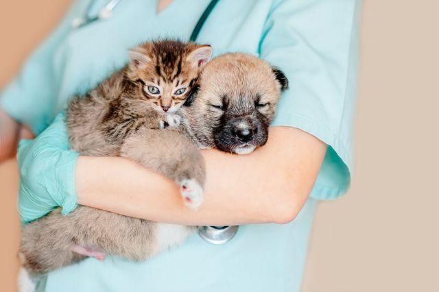 Preventative Medicine | Sussex Animal Hospital Preventative Medicine | Sussex Animal Hospital