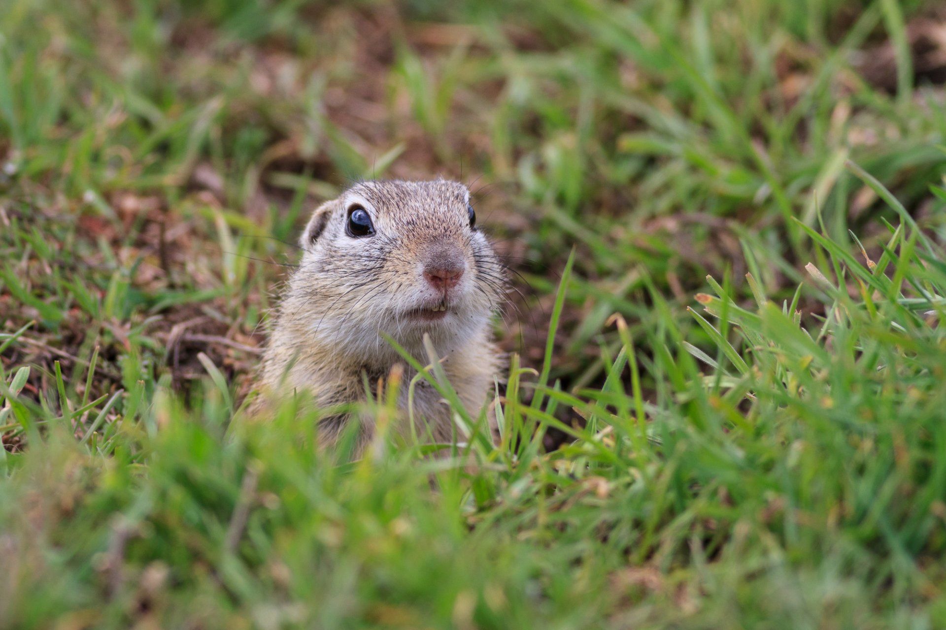 Gopher Control in Fontana, CA