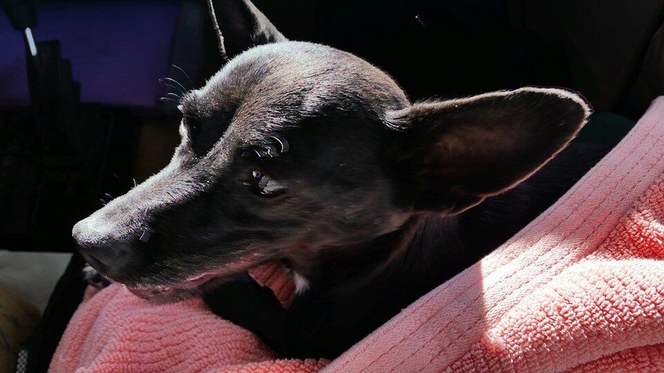 Surgery Veterinarians — Black Dog in Madras, OR