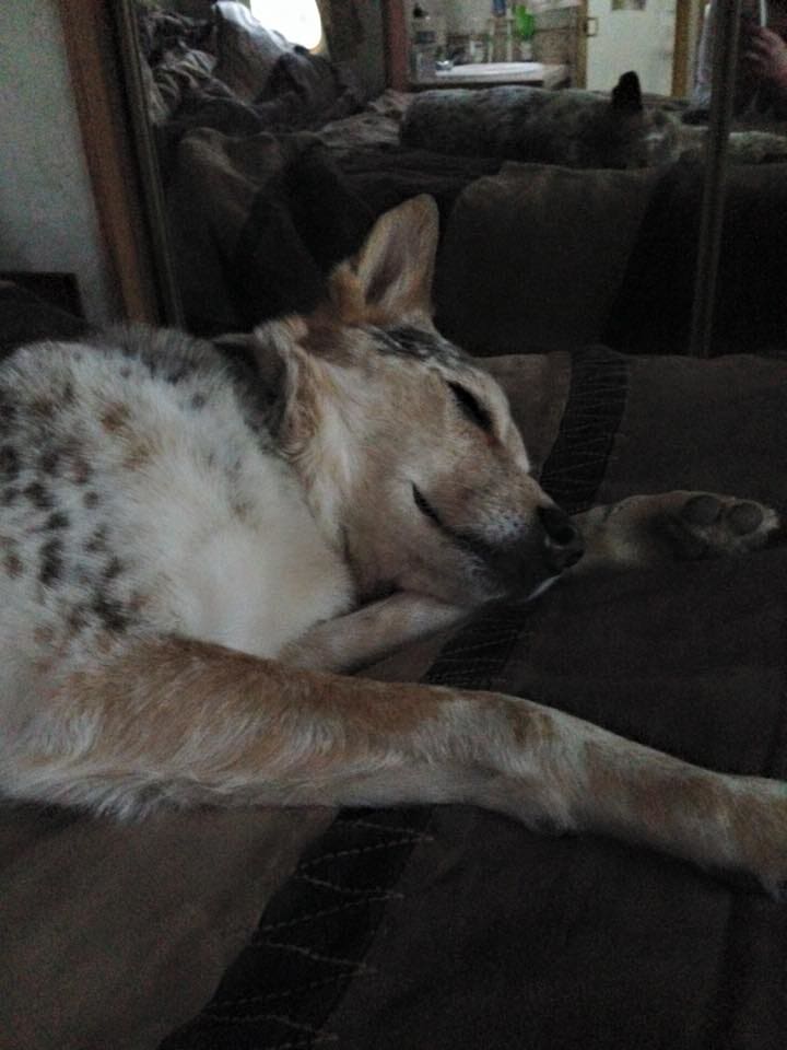 Animal Hospital — Sleeping Dog in Madras, OR