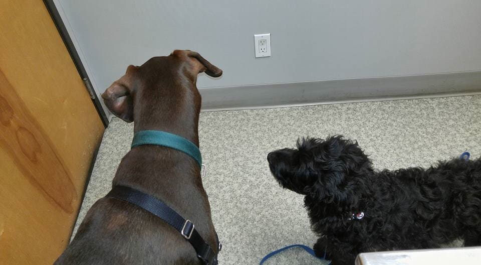 Small Animal Veterinarians — Two Dogs in Madras, OR