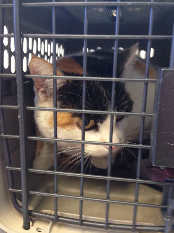 Emergency Animal Hospital — Cat In Cage in Madras, OR