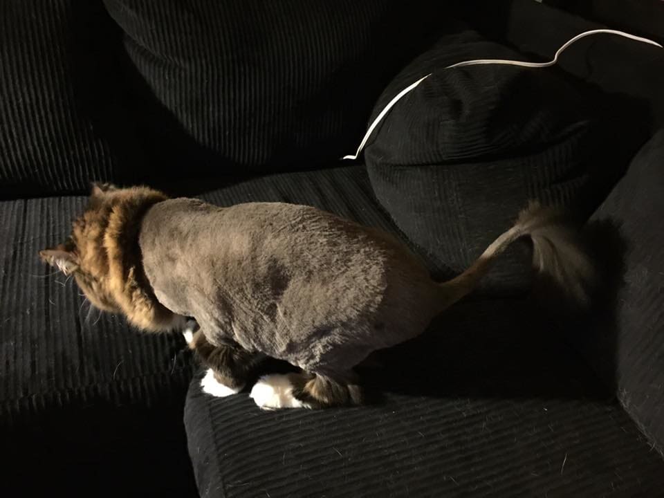 Emergency Services Veterinarians — A Cat in Madras, OR