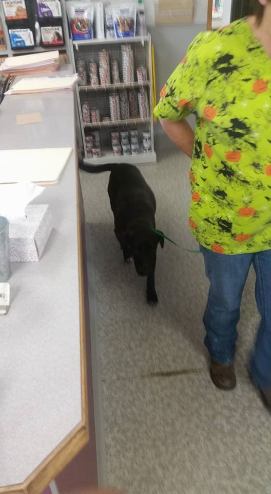 Animal — Dog With His Trainor in Madras, OR