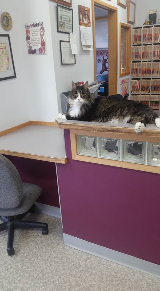 Animal surgery — Beautiful Cat in Madras, OR