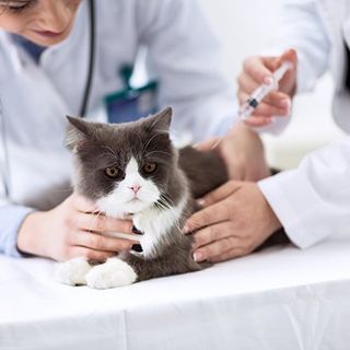Hospital — Cat Taking Vaccine in Madras, OR