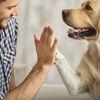Pet Hospital — Man And Dog Doing High Five in Madras, OR