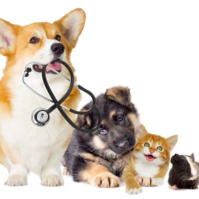 Veterinarians — Dogs, Cat And Hamster in Madras, OR