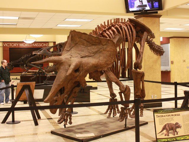 Triceretops Skeleton on display