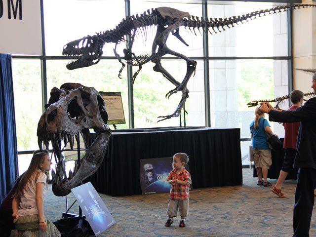 child looking at T-rex skull