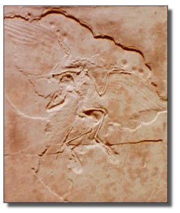 Archaeopteryx bird fossil plate