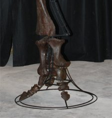 Edmontosaurus dino hind leg