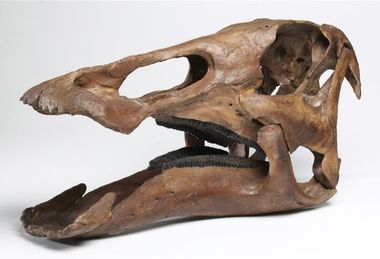 Edmontosaurus dino skull