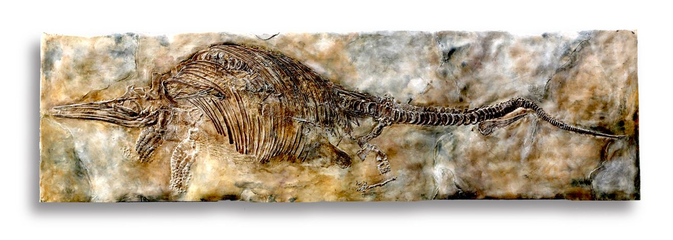 Stenopterygius fossil plate pic