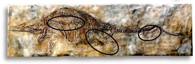 Ichthyosaurus marine reptile skeleton in situ