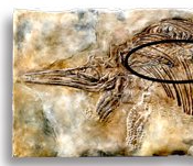 Ichthyosaurus marine reptile skeleton in situ