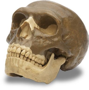 Neanderthal human skull