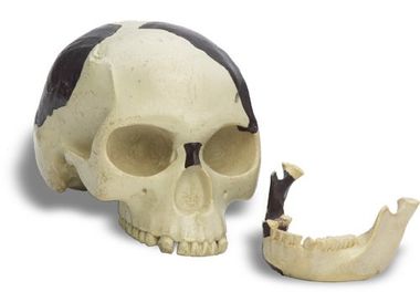 Fabrocated Piltdown Man skull