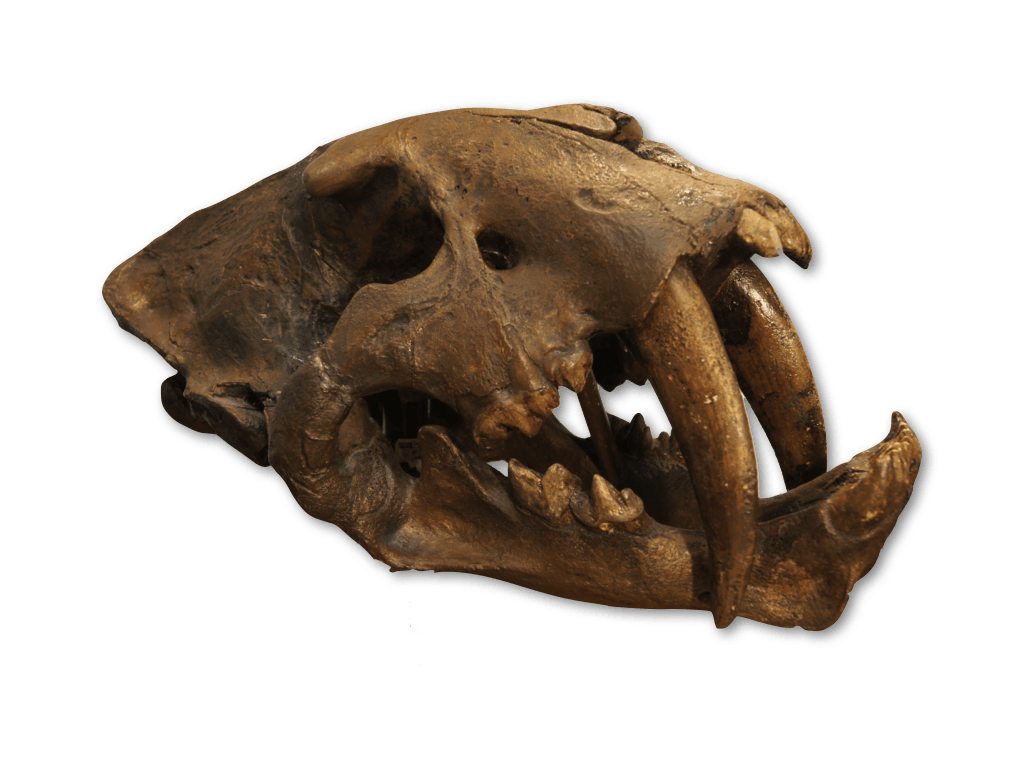 Smilodon  californicus saber-tooth cat skull
