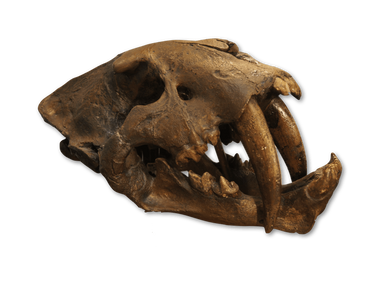 Smilodon  californicus saber-tooth cat skull