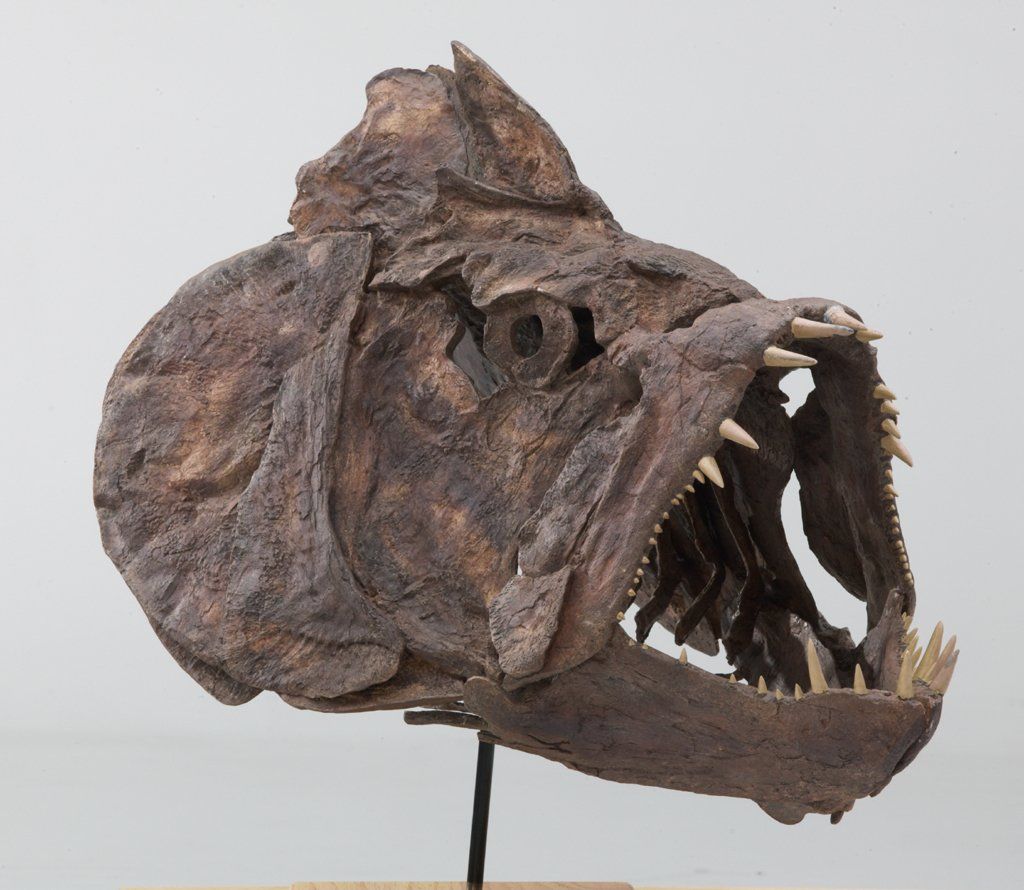 Xiphactinus fish skull