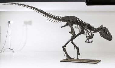 Albertosaurus dino skeleton