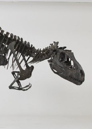 Albertosaurus dino skeleton