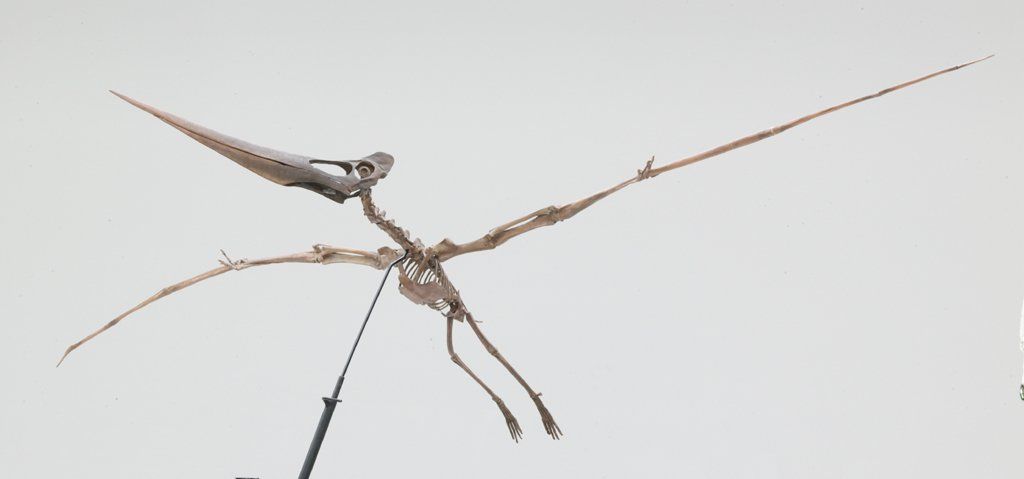 Pteranodon  longiceps flying reptile skeleton