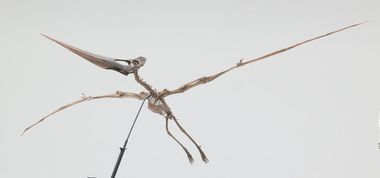 Pteranodon  longiceps flying reptile skeleton