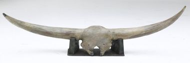 Bison  latifrons skull with horns