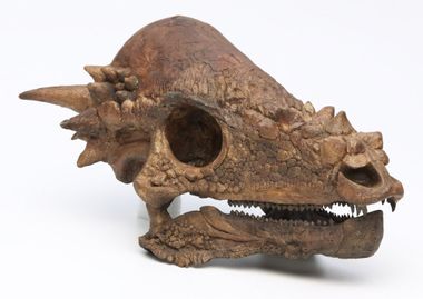 Pachycephalosaurus dino skull