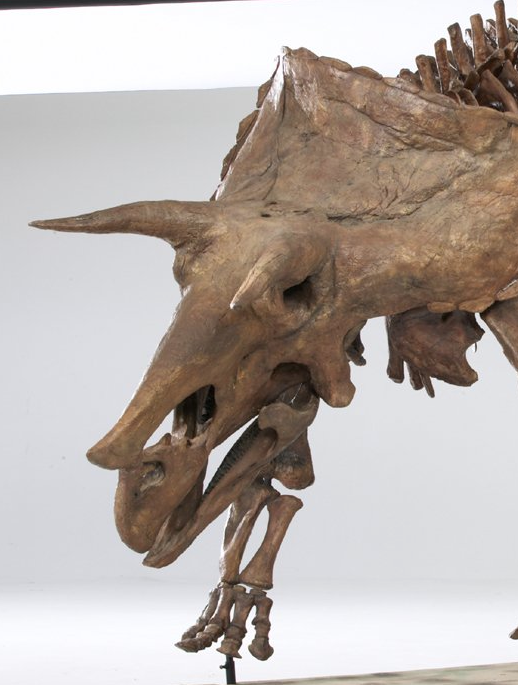 Triceratops dino skeleton