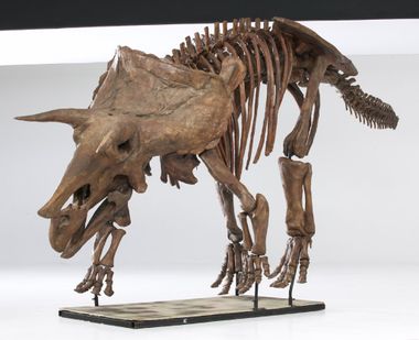 Triceratops dino skeleton
