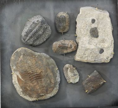 Trilobites fossil plate