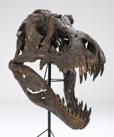Tyrannosaurus  rex dino skull