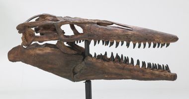 Tylosaurus marine reptile skull