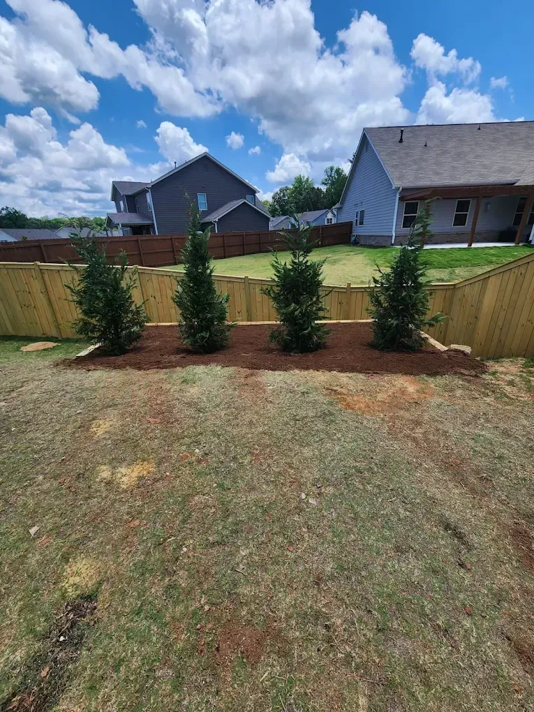 Four small green trees planted behind a wooden fence in a backyard, under a blue sky.