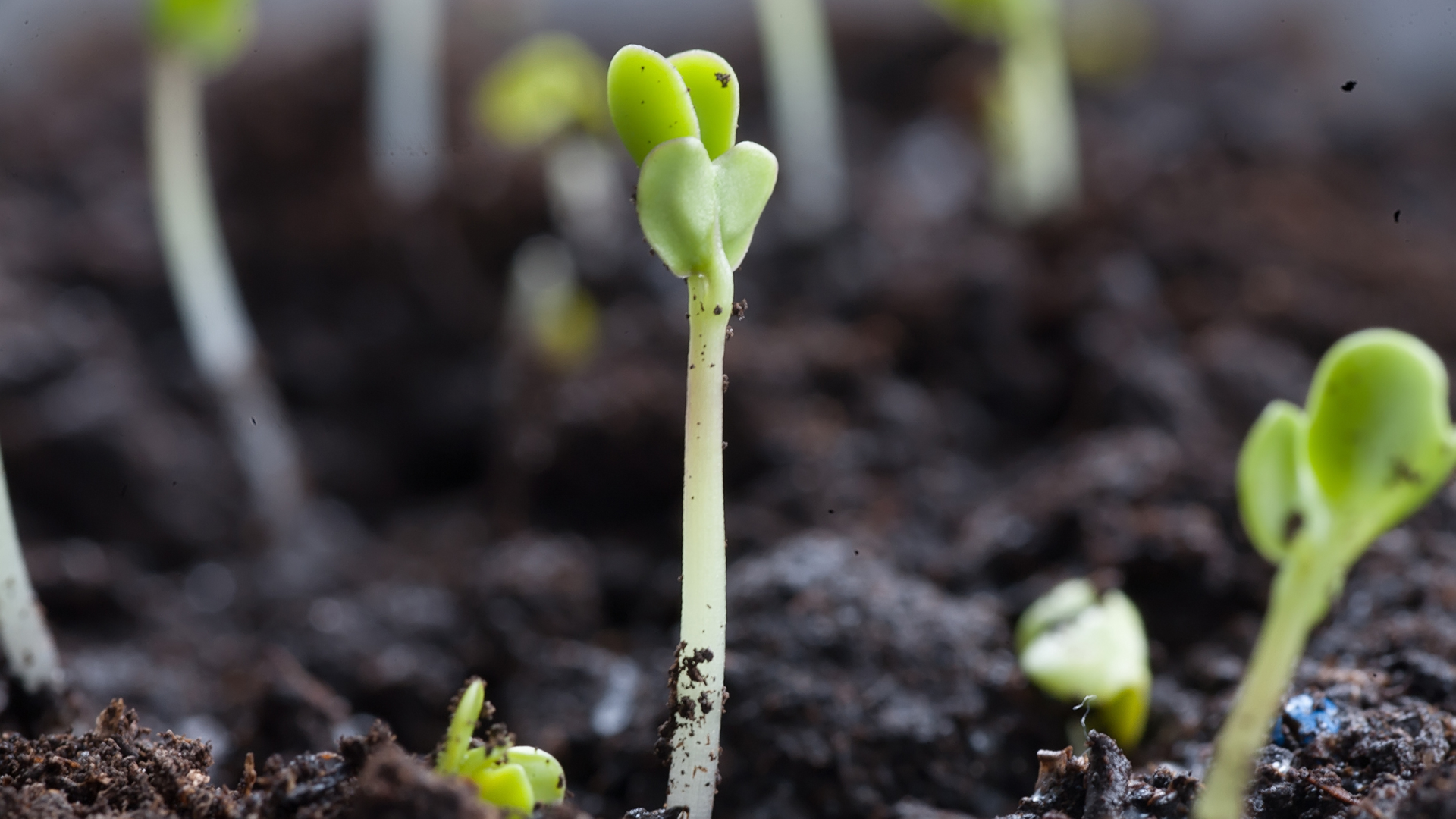 Young seedlings with green leaves emerging from dark soil.