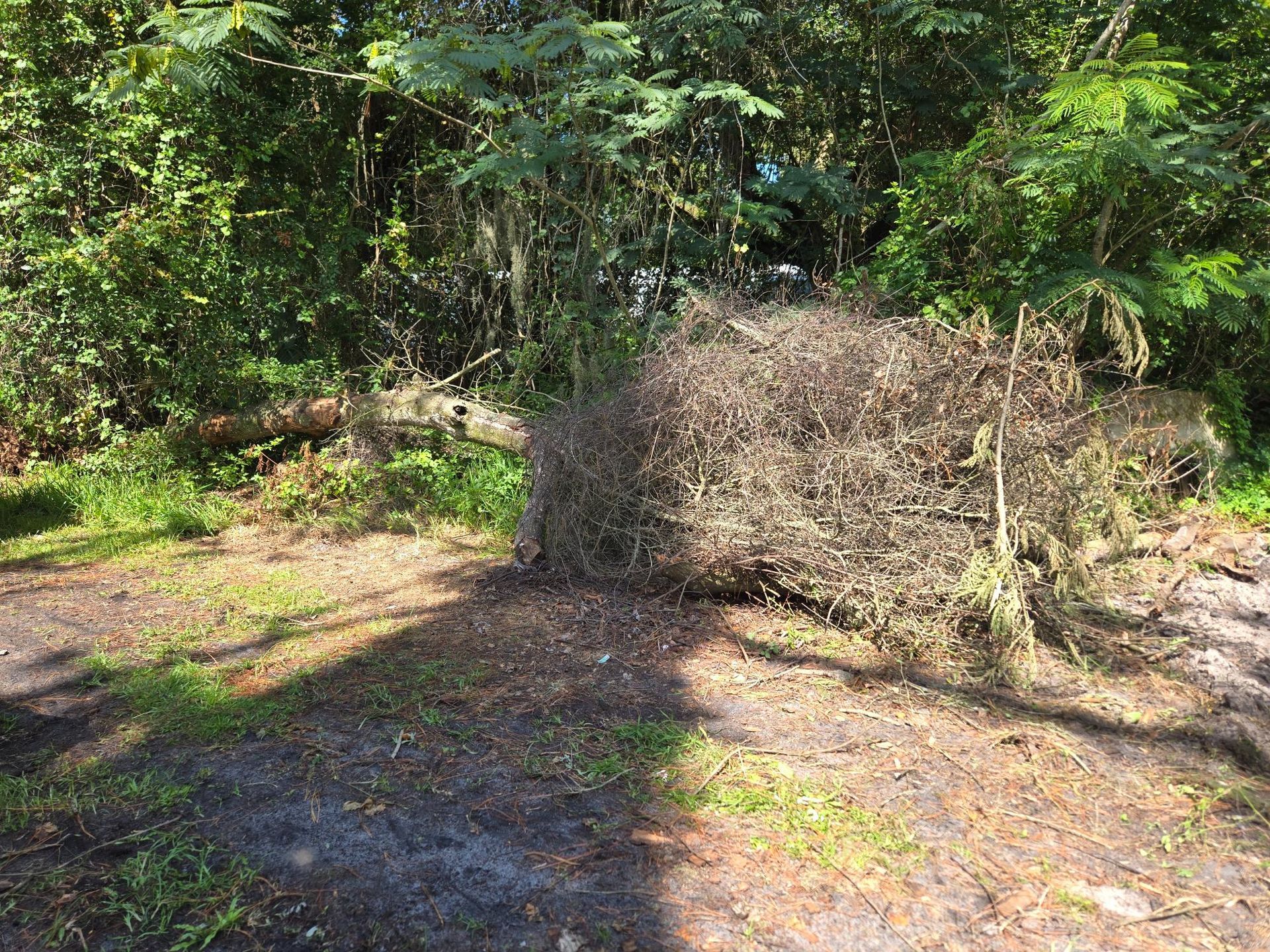 Brown brush pile on dirt path next to green trees. Sunny outdoor setting.