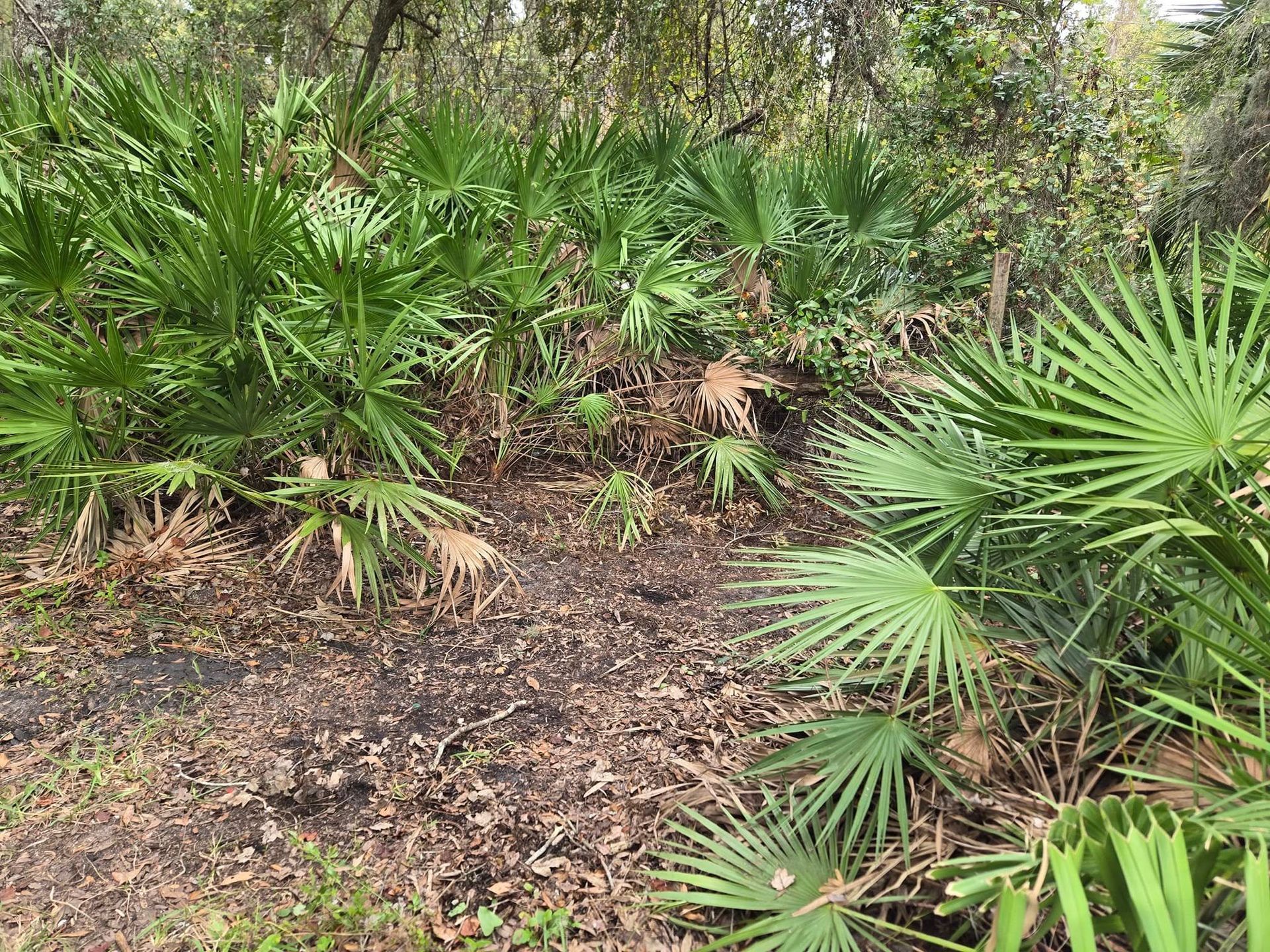 A lush green forest with palm trees and leaves on the ground.
