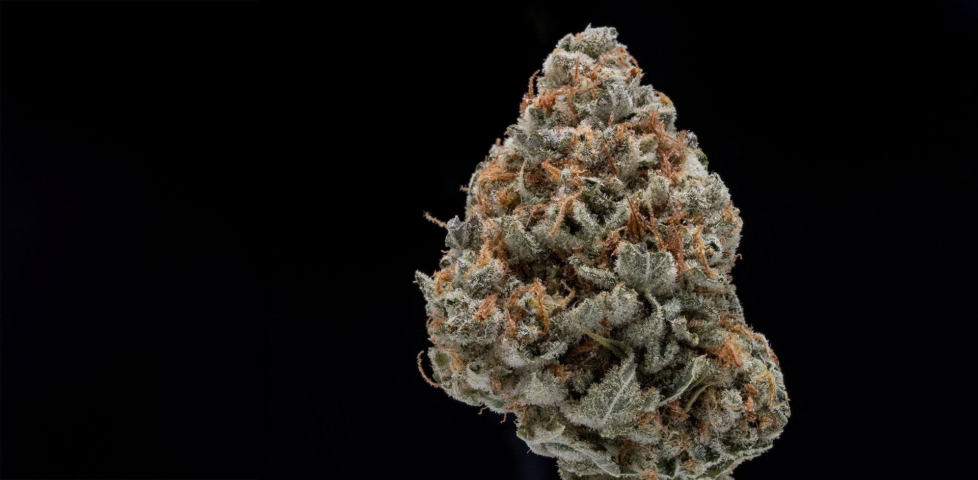 Cannabis bud on a black background, with green and brown hues.