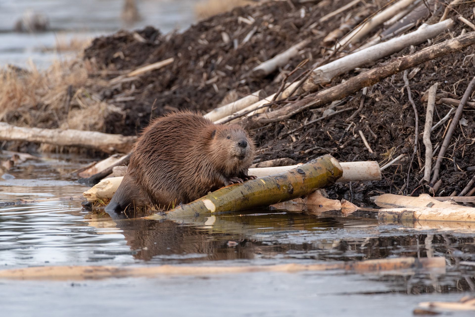 Brown beaver gnawing on a log at the edge of a calm riverbank